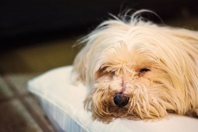 Close-up portrait of a dog at home