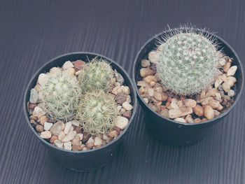 High angle view of potted cactus on table