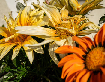 Close-up of yellow flower