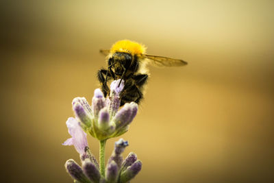 Close-up of bee pollinating on flower