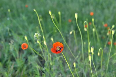 Close-up of red poppy flowers on field