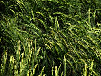 Full frame shot of lush foliage