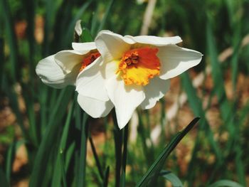 Close-up of white flowers blooming outdoors