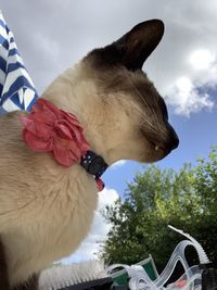 Close-up of dog looking at camera against sky