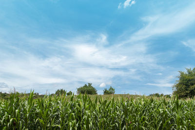 Crops growing on field against sky