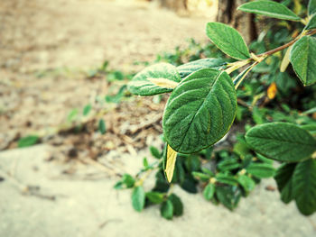 High angle view of plant growing on field