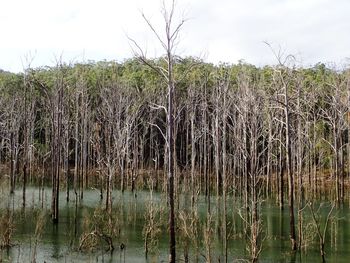 Panoramic shot of trees on landscape against sky