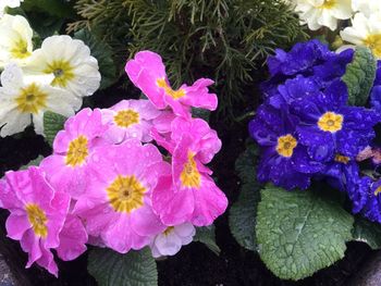 Close-up of pink flowers