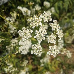 Close-up of white flowering plant