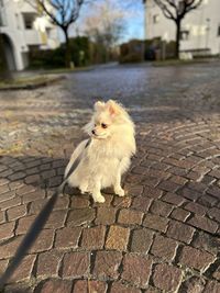 animal