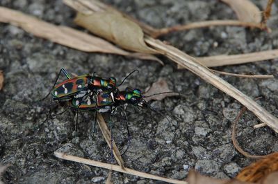 High angle view of insect