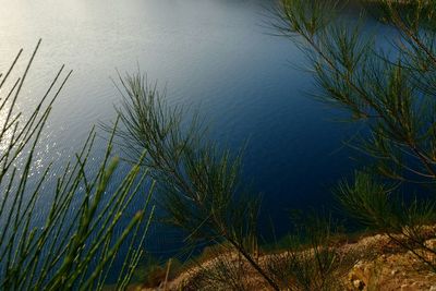 Plants growing in water