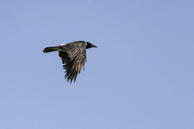 Low angle view of bird flying in the sky