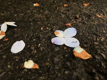 High angle view of white flower