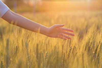 Close-up of wheat growing on field