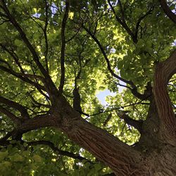 Low angle view of tree