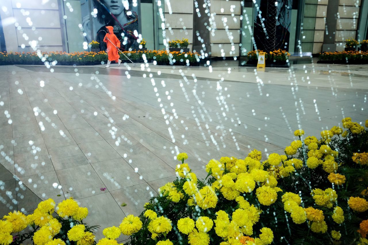 flower, yellow, day, nature, outdoors, tree, beauty in nature, city, people, freshness