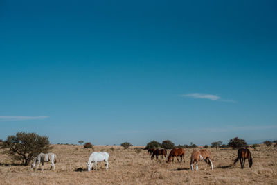 View of sheep grazing in field