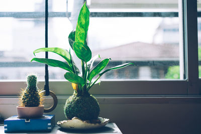 Close-up of potted plant on window sill at home