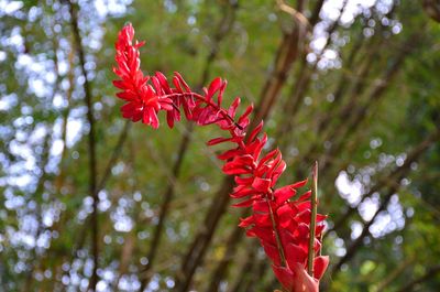 Close-up of red flowering plant