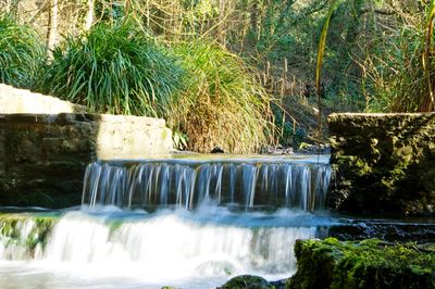 Scenic view of waterfall in forest