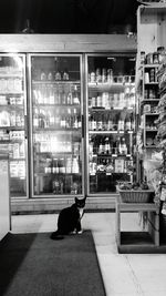 View of a cat inside store