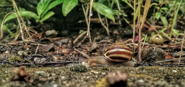 Close-up of snail