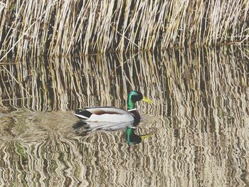 Birds in water