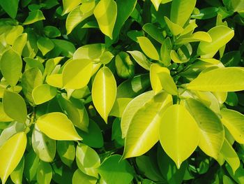 Close-up of green leaves