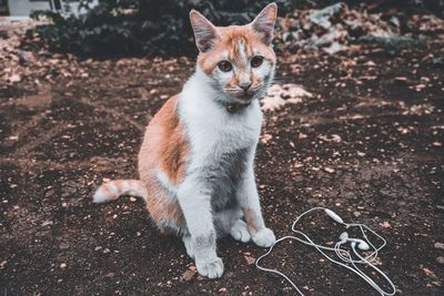 Portrait of a cat sitting on field