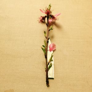 Close-up of flowering plant on table