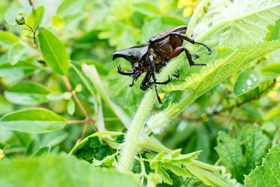 Close-up of fly on leaf