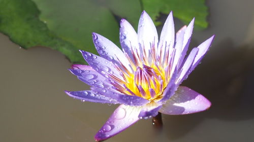 Sunlight reflected on the lotus pond.