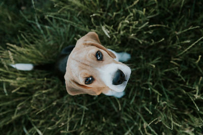 High angle view portrait of dog sitting on grass
