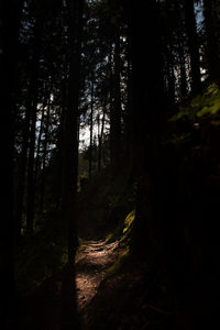 Trees in forest
