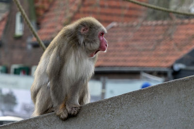Monkey looking away on a building