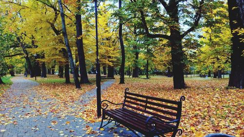 Trees in park during autumn