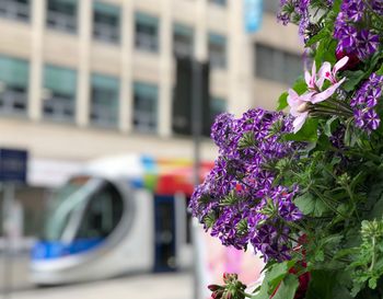 Close-up of purple flowering plant in city