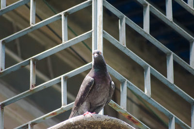 Close-up of bird perching on metal in cage