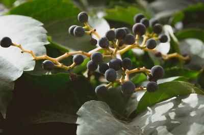 Close-up of fresh green leaves