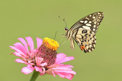 Close-up of butterfly pollinating on pink flower