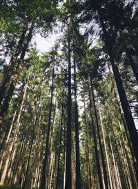 Low angle view of bamboo trees in forest