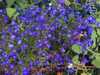 Full frame shot of purple flowers