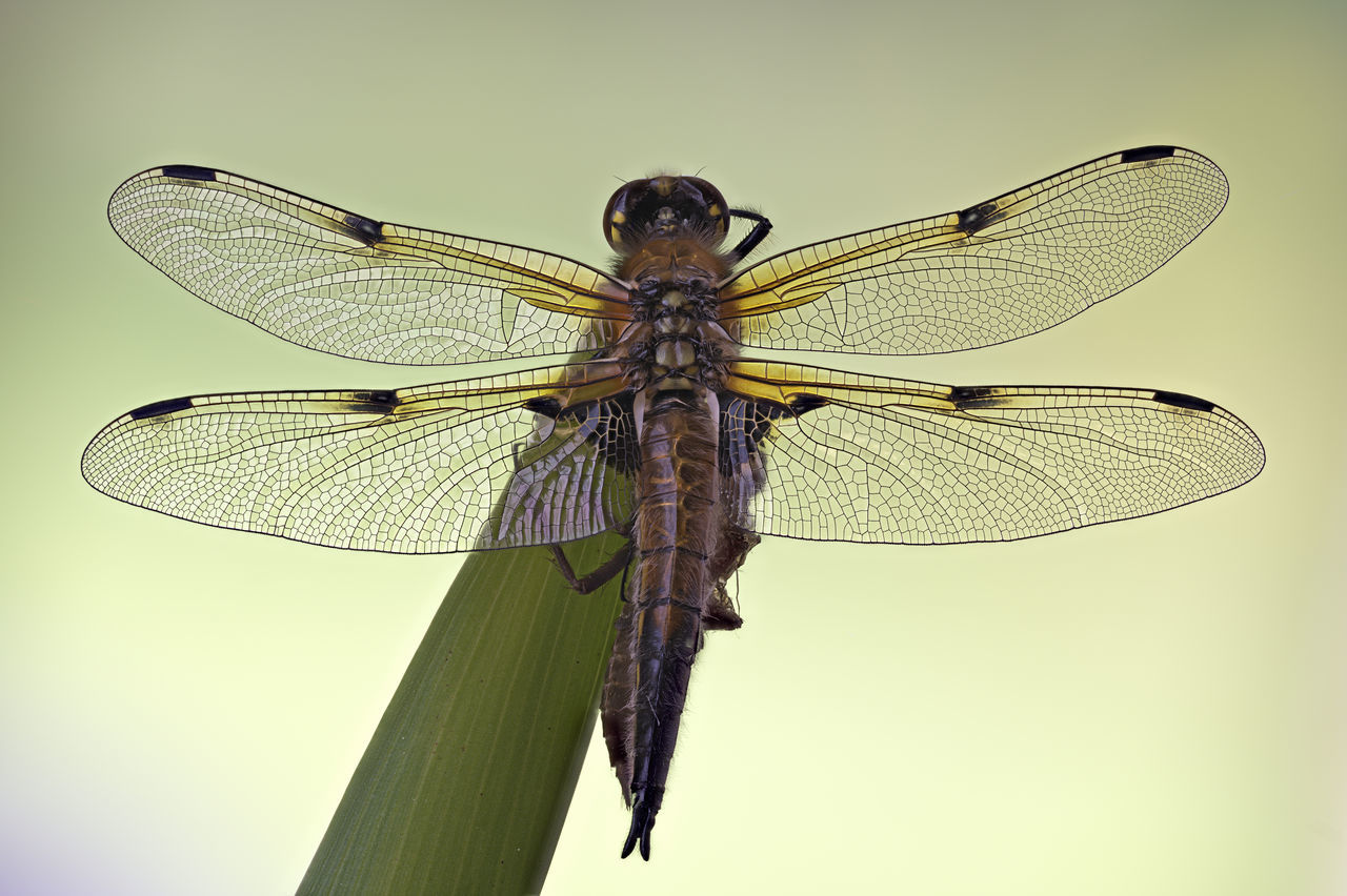 CLOSE-UP OF DRAGONFLY