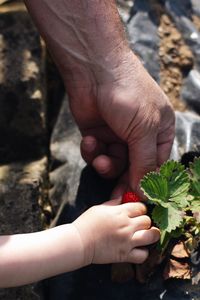 Close-up of hands picking strawberry on field