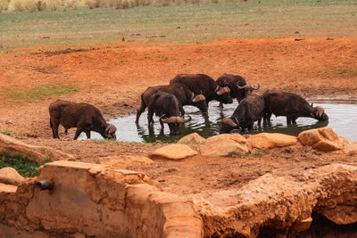 A herd of buffaloes at a watering hole at tsavo east national park in kenya