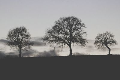Bare trees on field
