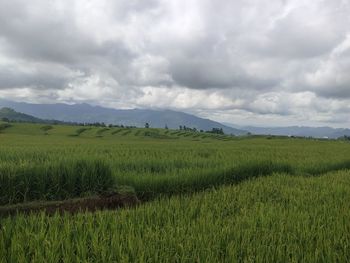 Scenic view of agricultural field against sky
