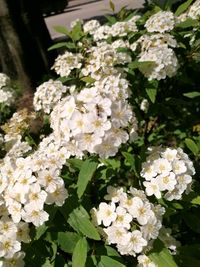 Close-up of white flowering plant