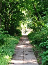 Footpath leading towards trees